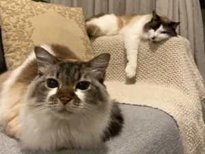 Gato raça SRD-ViraLata idade 6 ou mais anos nome Michele e Bruno 