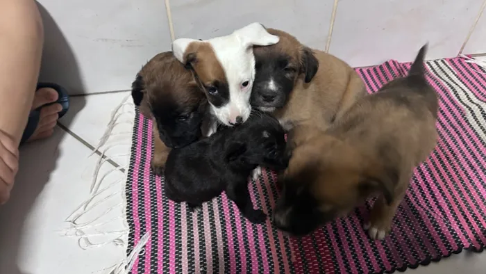 Cachorro raça SRD-ViraLata idade Abaixo de 2 meses nome Los t