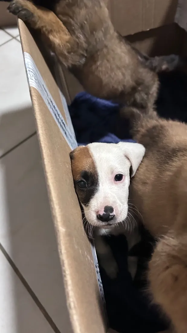 Cachorro raça SRD-ViraLata idade Abaixo de 2 meses nome Los t