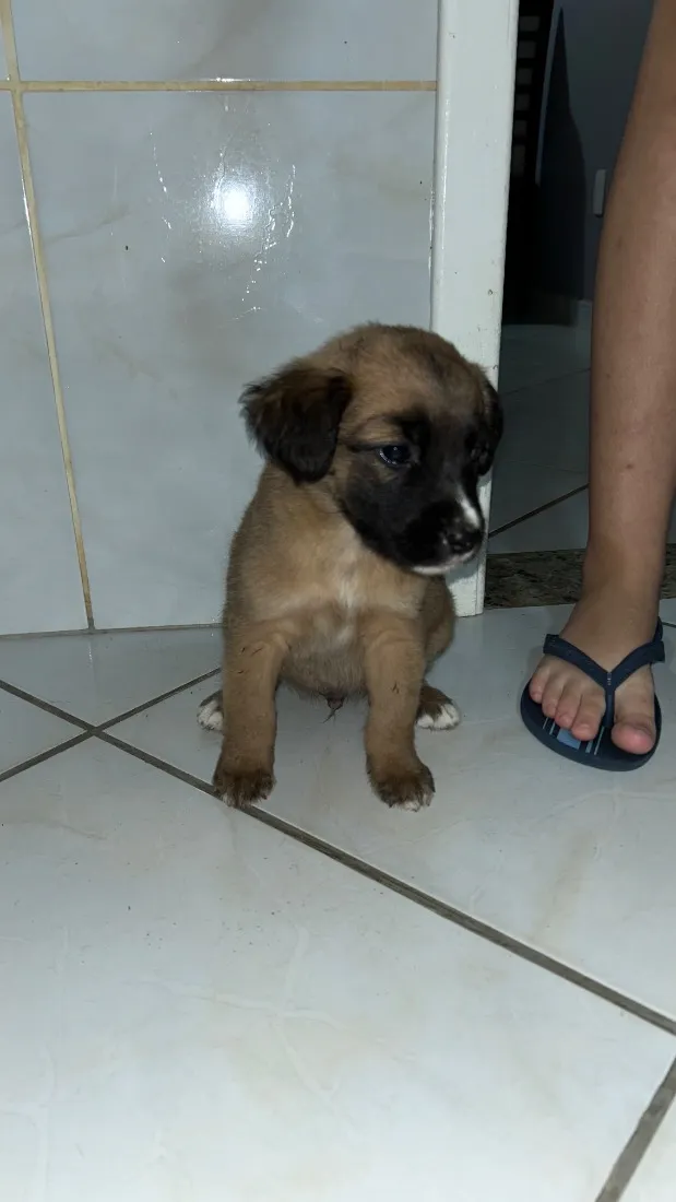 Cachorro raça SRD-ViraLata idade Abaixo de 2 meses nome Los t