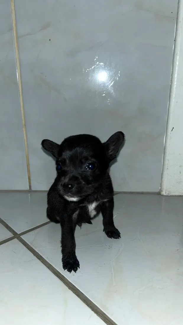 Cachorro raça SRD-ViraLata idade Abaixo de 2 meses nome Los t