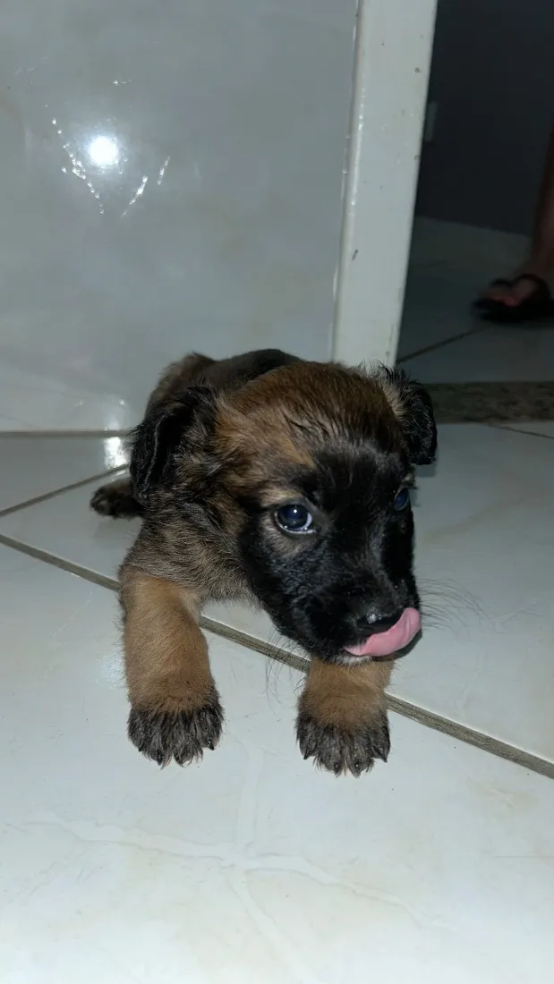 Cachorro raça SRD-ViraLata idade Abaixo de 2 meses nome Los t