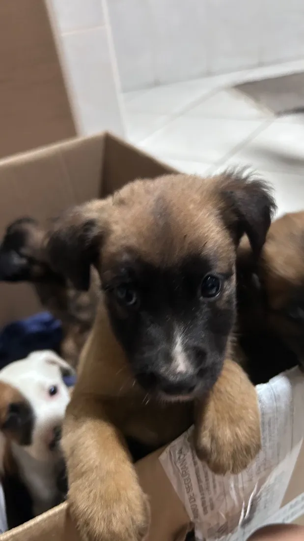 Cachorro raça SRD-ViraLata idade Abaixo de 2 meses nome Los t