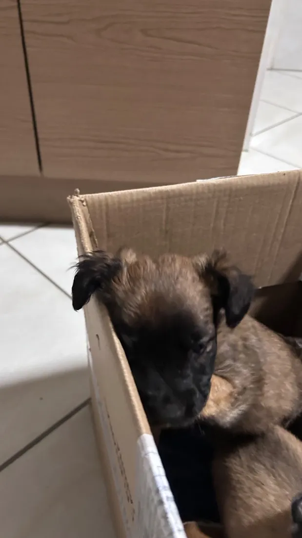 Cachorro raça SRD-ViraLata idade Abaixo de 2 meses nome Los t
