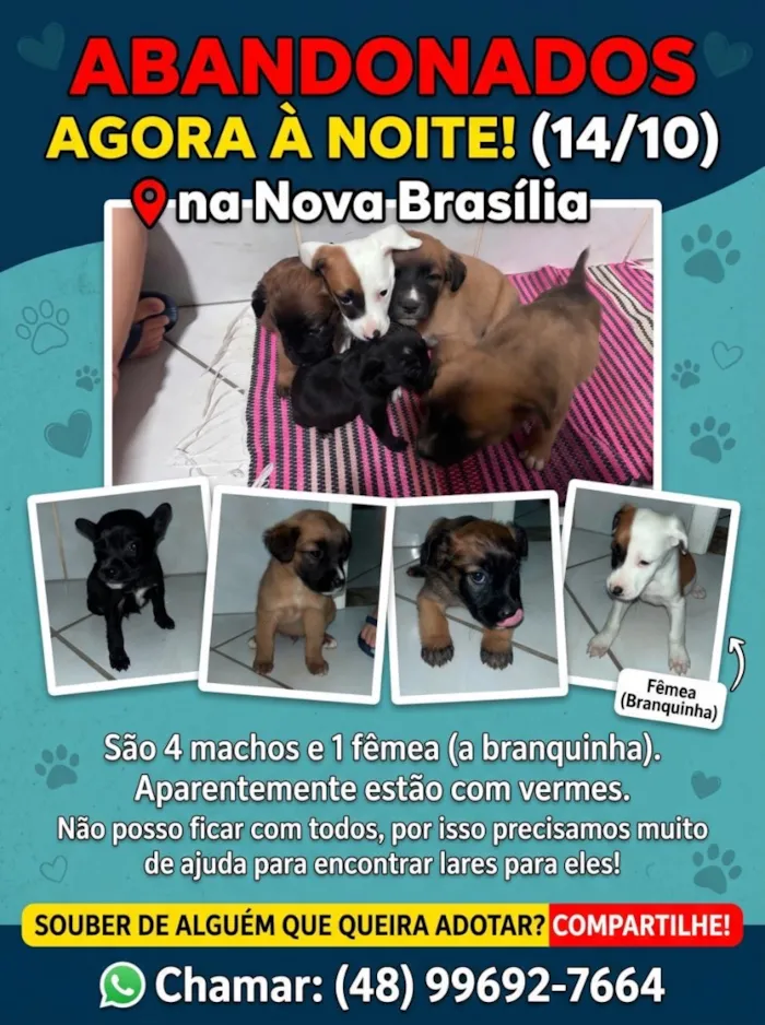 Cachorro raça SRD-ViraLata idade Abaixo de 2 meses nome Los t