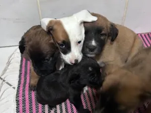Cachorro raça SRD-ViraLata idade Abaixo de 2 meses nome Los t
