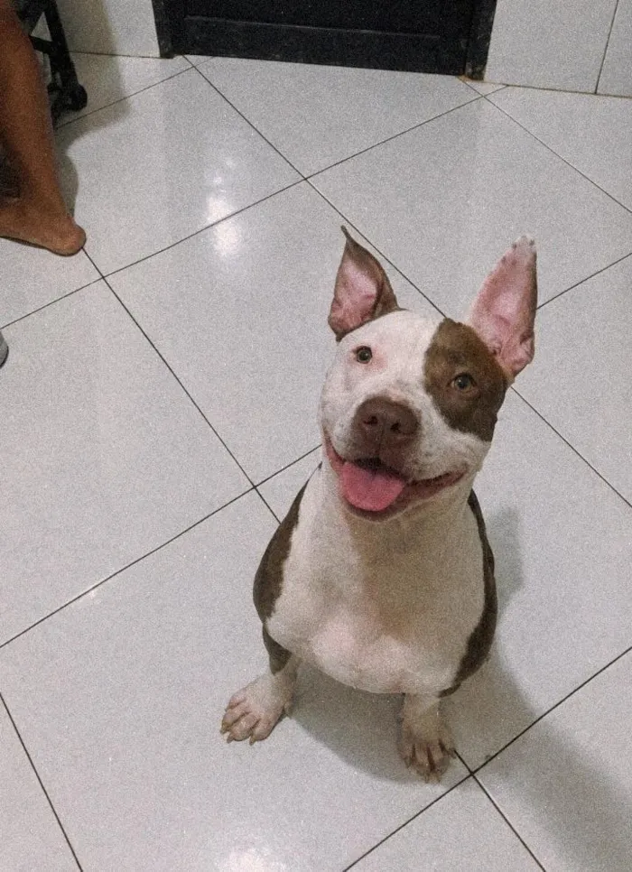 Cachorro raça Pit-Bull idade 1 ano nome Naru