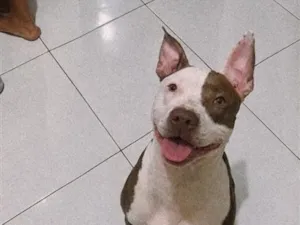 Cachorro raça Pit-Bull idade 1 ano nome Naru