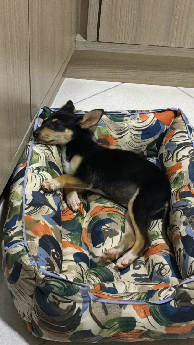 Cachorro raça SRD-ViraLata idade Abaixo de 2 meses nome Kira