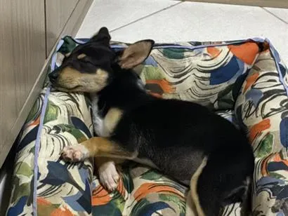 Cachorro raça SRD-ViraLata idade Abaixo de 2 meses nome Kira
