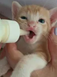 Gatinhos filhotes
