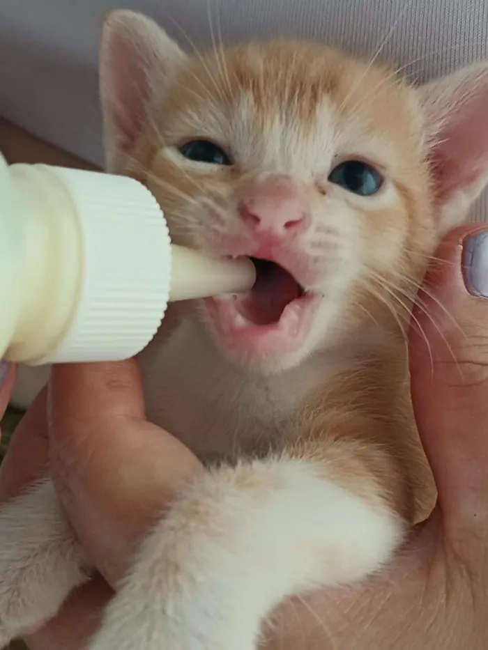 Gato raça SRD-ViraLata idade Abaixo de 2 meses nome Gatinhos filhotes