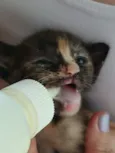 Gatinhos filhotes