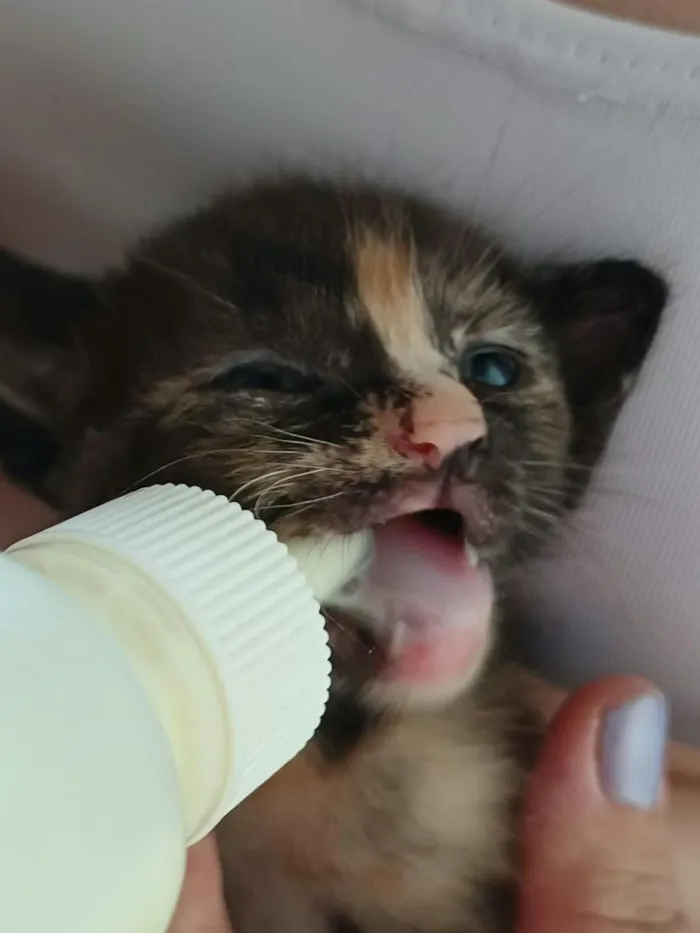 Gato raça SRD-ViraLata idade Abaixo de 2 meses nome Gatinhos filhotes