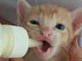 Gatinhos filhotes