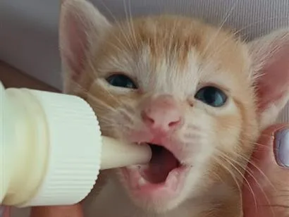 Gato raça SRD-ViraLata idade Abaixo de 2 meses nome Gatinhos filhotes
