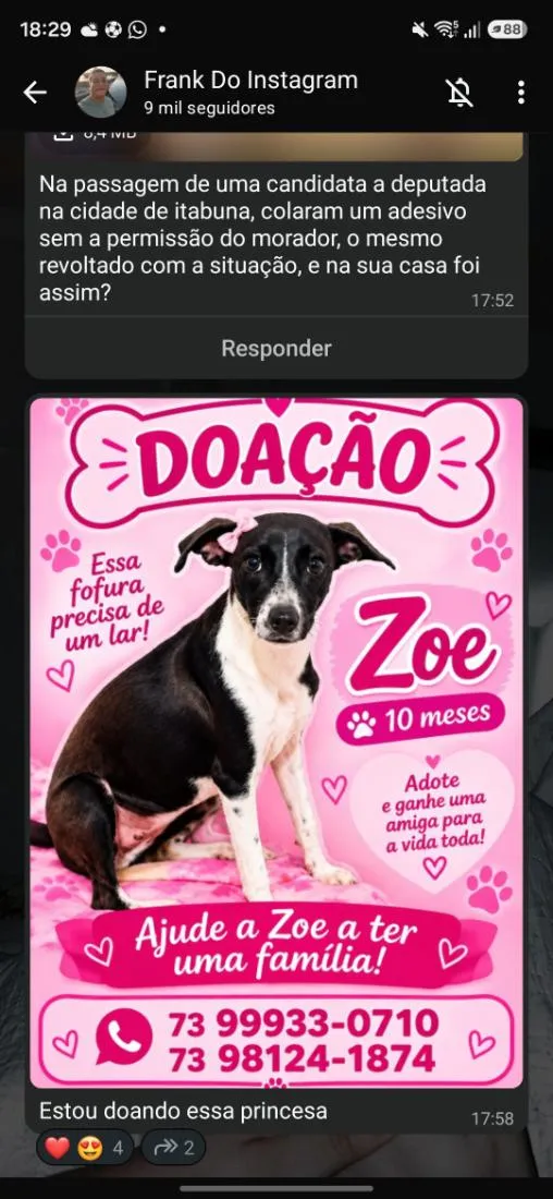 Cachorro raça SRD-ViraLata idade 7 a 11 meses nome Zoe