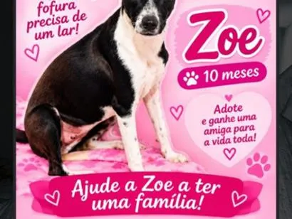 Cachorro raça SRD-ViraLata idade 7 a 11 meses nome Zoe