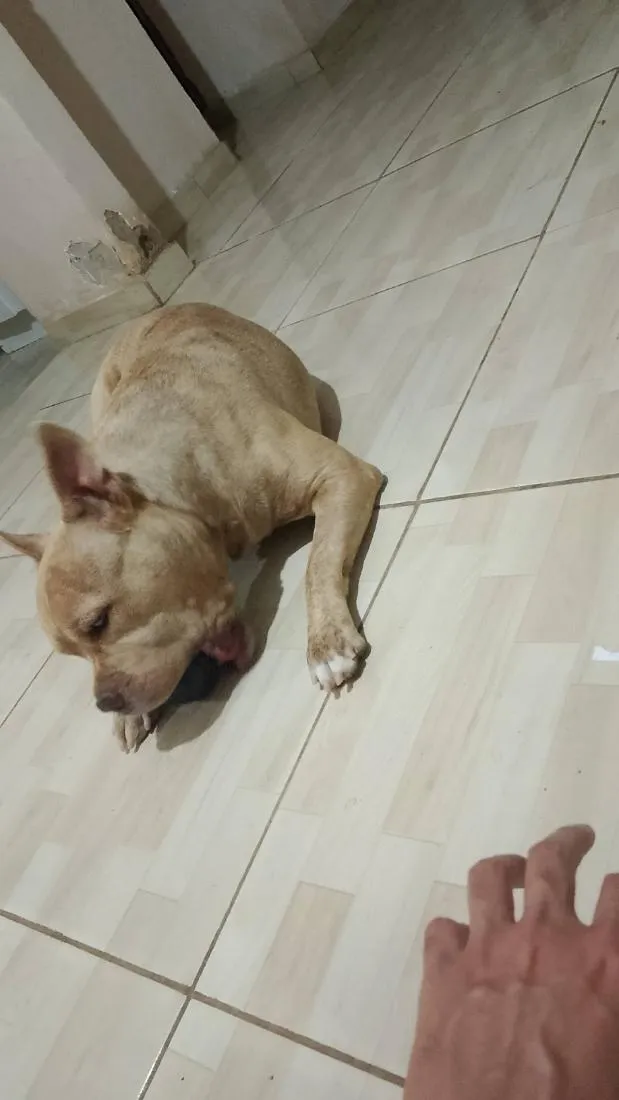 Cachorro raça Pit-Bull idade 4 anos nome Razzan