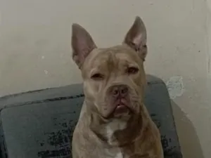 Cachorro raça Pit-Bull idade 4 anos nome Razzan