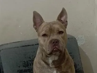 Cachorro raça Pit-Bull idade 4 anos nome Razzan