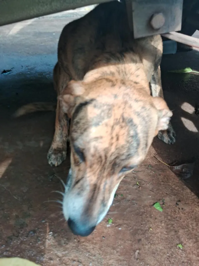 Cachorro raça SRD-ViraLata idade 7 a 11 meses nome bob