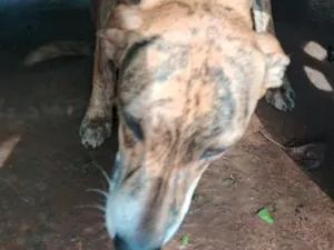Cachorro raça SRD-ViraLata idade 7 a 11 meses nome bob