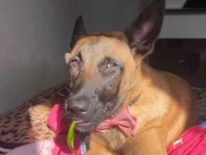 Cachorro raça Pastor Alemão idade 3 anos nome Shakira