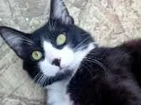 Gato raça SRD-ViraLata idade 1 ano nome Duke