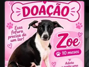 Cachorro raça SRD-ViraLata idade 7 a 11 meses nome Zoe