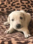 Lupita 