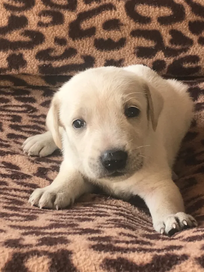 Cachorro raça SRD-ViraLata idade Abaixo de 2 meses nome Lupita 