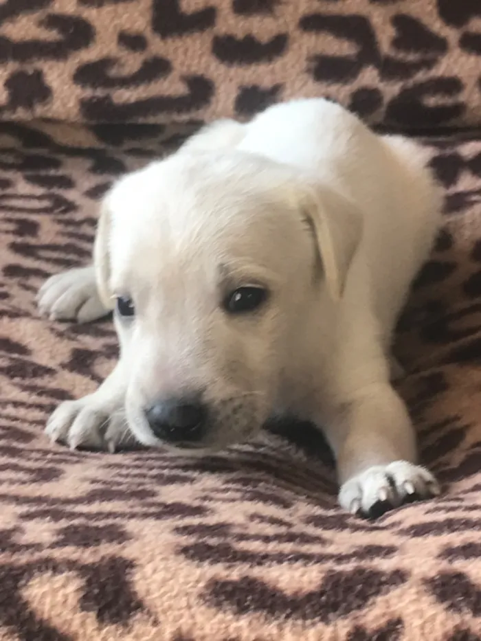 Cachorro raça SRD-ViraLata idade Abaixo de 2 meses nome Lupita 