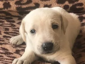 Cachorro raça SRD-ViraLata idade Abaixo de 2 meses nome Lupita 