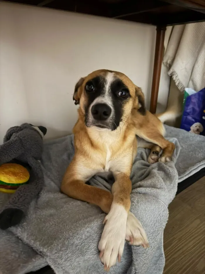 Cachorro raça SRD-ViraLata idade 2 anos nome Flora