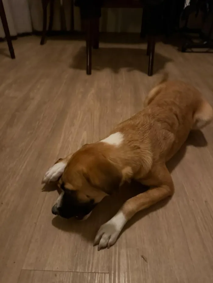 Cachorro raça SRD-ViraLata idade 2 anos nome Flora
