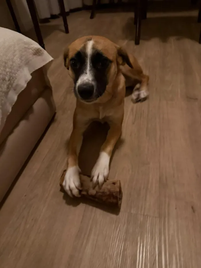 Cachorro raça SRD-ViraLata idade 2 anos nome Flora