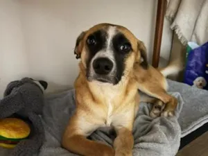 Cachorro raça SRD-ViraLata idade 2 anos nome Flora