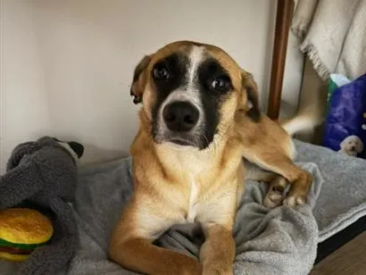 Cachorro raça SRD-ViraLata idade 2 anos nome Flora