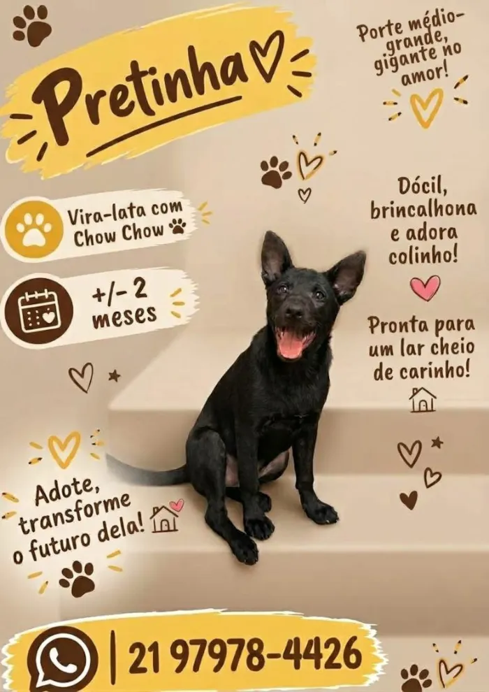 Cachorro raça SRD-ViraLata idade 2 a 6 meses nome Pretinha