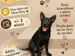 Cachorro raça SRD-ViraLata idade 2 a 6 meses nome Pretinha