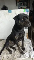 Neguinho