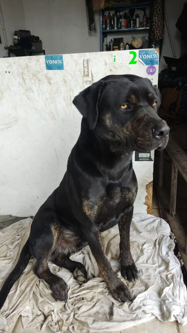Cachorro raça SRD-ViraLata idade 1 ano nome Neguinho