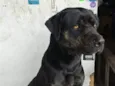 Neguinho