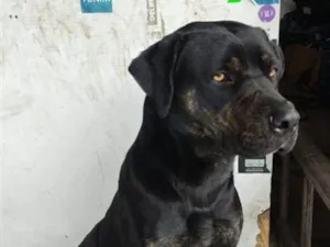Cachorro raça SRD-ViraLata idade 1 ano nome Neguinho