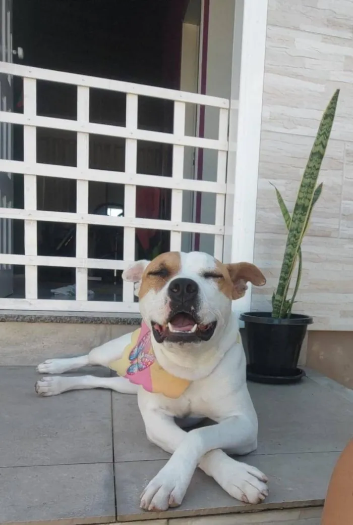Cachorro raça SRD-ViraLata idade 3 anos nome Princesa