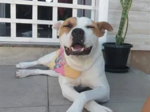 Cachorro raça SRD-ViraLata idade 3 anos nome Princesa