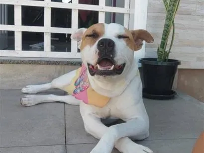 Cachorro raça SRD-ViraLata idade 3 anos nome Princesa