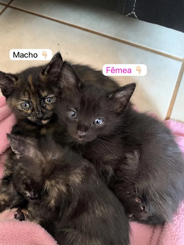 Gato raça SRD-ViraLata idade Abaixo de 2 meses nome Pérola 