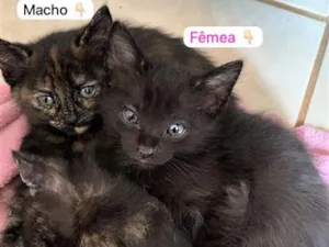 Gato raça SRD-ViraLata idade Abaixo de 2 meses nome Pérola 
